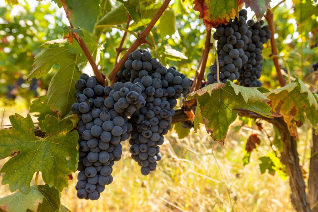 Piemont Wein: Weintrauben in den Weinfeldern.