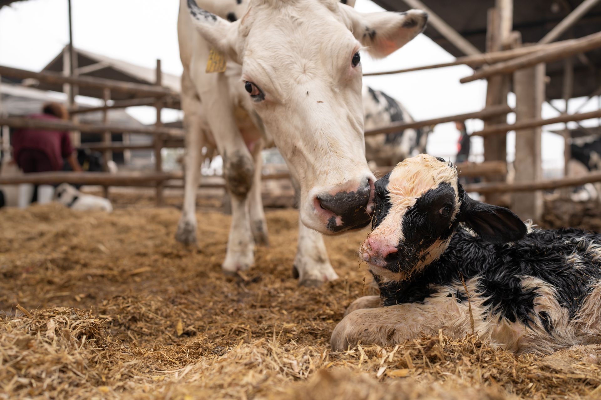 Kuh leckt ihr frisch geborenes Kalb im Einstreubereich eines offenen Stalls – emotionale Szene aus dem Tierhaltungsalltag