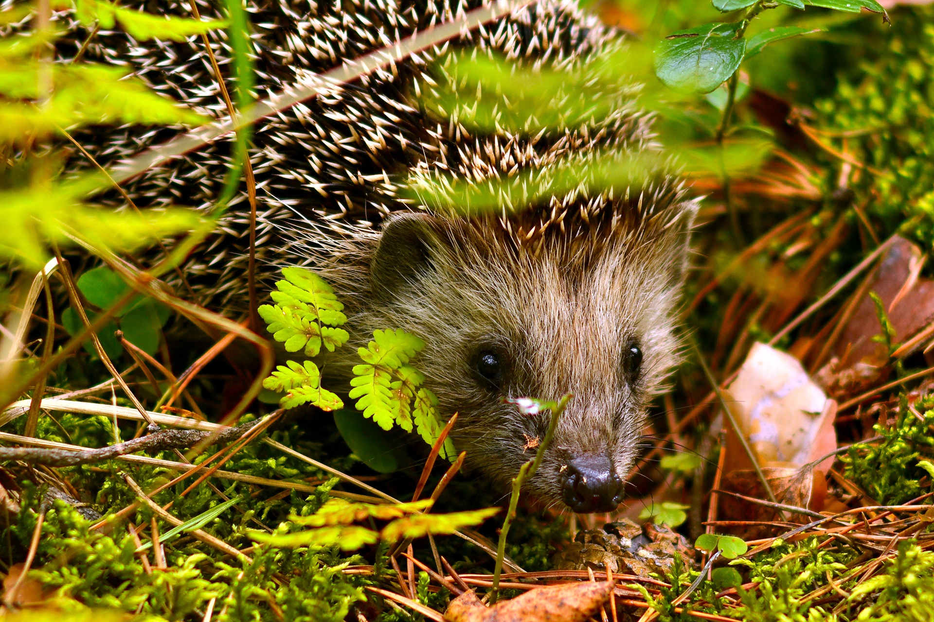Igel kriecht durch Moos und Laub im Garten | Zisterne Garten