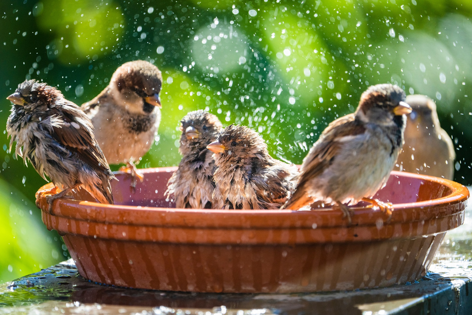 Mehrere Spatzen baden in einer flachen Wasserschale | Zisterne Garten